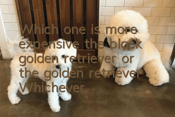 Which one is more expensive, the black golden retriever or the golden retriever? Whichever one is smaller is definitely more expensive!