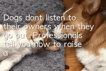 Dogs don’t listen to their owners when they go out. Professionals tell you how to raise a dog correctly