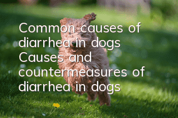 Common causes of diarrhea in dogs Causes and countermeasures of diarrhea in dogs
