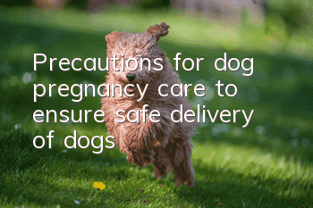 Precautions for dog pregnancy care to ensure safe delivery of dogs