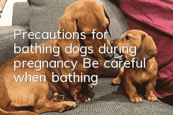 Precautions for bathing dogs during pregnancy: Be careful when bathing