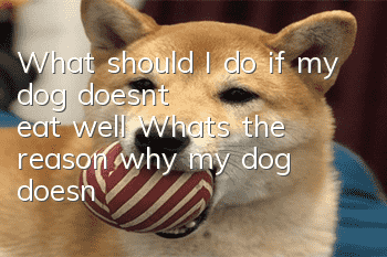 What should I do if my dog doesn’t eat well? What’s the reason why my dog doesn’t eat well?