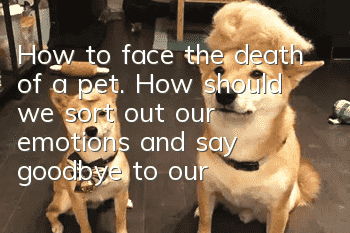 How to face the death of a pet. How should we sort out our emotions and say goodbye to our pet?