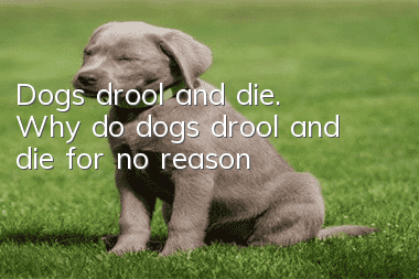 Dogs drool and die. Why do dogs drool and die for no reason?