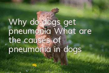 Why do dogs get pneumonia? What are the causes of pneumonia in dogs?