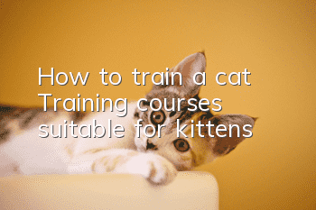 How to train a cat? Training courses suitable for kittens!