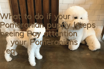 What to do if your Pomeranian puppy keeps peeing? Pay attention to your Pomeranian’s frequent urination!