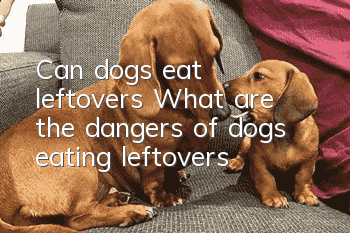 Can dogs eat leftovers? What are the dangers of dogs eating leftovers?