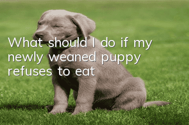 What should I do if my newly weaned puppy refuses to eat?