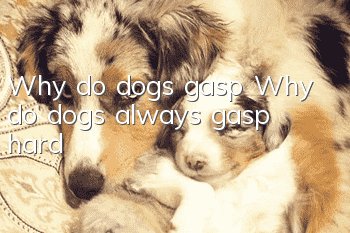 Why do dogs gasp? Why do dogs always gasp hard?