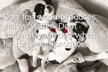Dog farts and produces yellow water. Don’t laugh at your dog when he farts and produces yellow water!