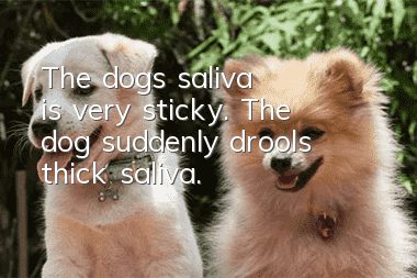 The dog's saliva is very sticky. The dog suddenly drools thick saliva.