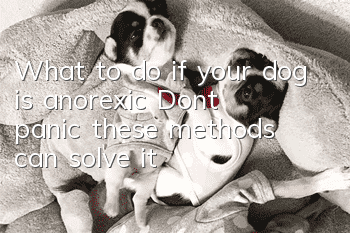 What to do if your dog is anorexic? Don’t panic, these methods can solve it