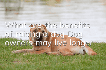 What are the benefits of raising a dog? Dog owners may live longer