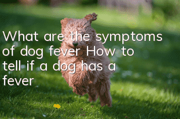 What are the symptoms of dog fever? How to tell if a dog has a fever?