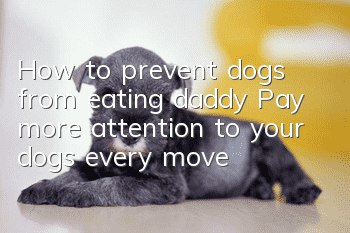 How to prevent dogs from eating daddy? Pay more attention to your dog’s every move
