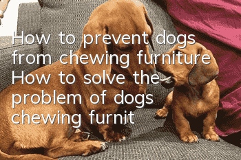 How to prevent dogs from chewing furniture How to solve the problem of dogs chewing furniture