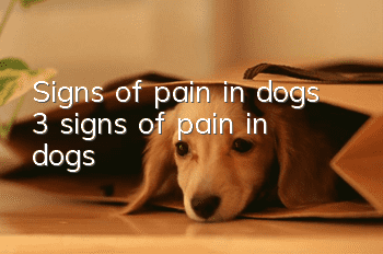 Signs of pain in dogs 3 signs of pain in dogs