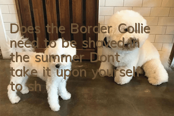 Does the Border Collie need to be shaved in the summer? Don’t take it upon yourself to shave the Border Collie. I will do it for you.