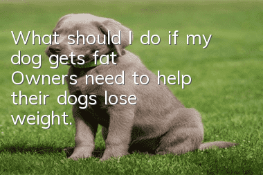 What should I do if my dog gets fat? Owners need to help their dogs lose weight.