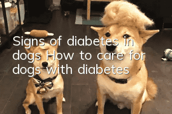 Signs of diabetes in dogs How to care for dogs with diabetes