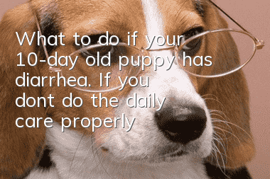 What to do if your 10-day old puppy has diarrhea. If you don’t do the daily care properly, you may risk canine plague coming to your door.
