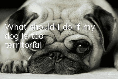 What should I do if my dog is too territorial?