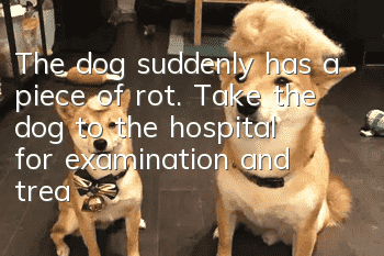 The dog suddenly has a piece of rot. Take the dog to the hospital for examination and treatment as soon as possible.