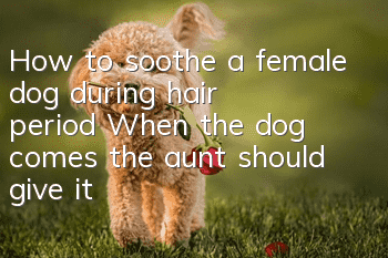 How to soothe a female dog during hair period? When the dog comes, the aunt should give it special care.