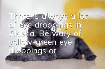 There is always a lot of eye droppings in Alaska. Be wary of yellow-green eye droppings or canine distemper!