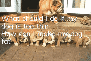 What should I do if my dog is too thin? How can I make my dog fat?