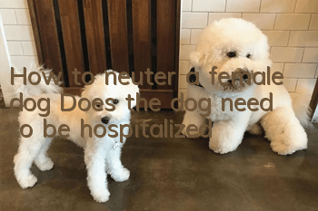 How to neuter a female dog? Does the dog need to be hospitalized?
