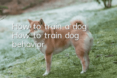 How to train a dog? How to train dog behavior!