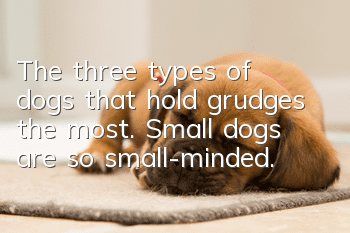 The three types of dogs that hold grudges the most. Small dogs are so small-minded.