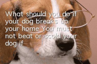 What should you do if your dog breaks up your home? You must not beat or scold your dog if your dog is tearing your home apart.