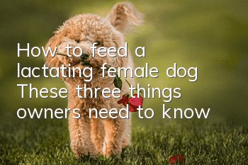 How to feed a lactating female dog? These three things owners need to know