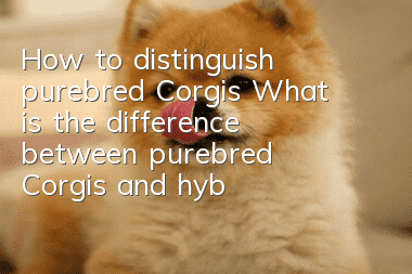 How to distinguish purebred Corgis? What is the difference between purebred Corgis and hybrid ones?