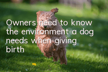 Owners need to know the environment a dog needs when giving birth