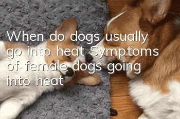 When do dogs usually go into heat? Symptoms of female dogs going into heat