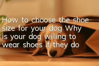 How to choose the shoe size for your dog? Why is your dog willing to wear shoes if they don’t fit?