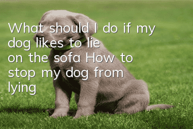 What should I do if my dog ​​likes to lie on the sofa? How to stop my dog ​​from lying on the sofa?
