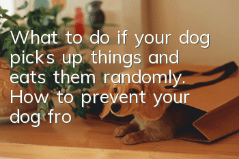 What to do if your dog picks up things and eats them randomly. How to prevent your dog from eating randomly when you take your dog out.
