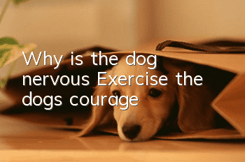 Why is the dog nervous? Exercise the dog’s courage
