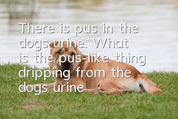 There is pus in the dog's urine. What is the pus-like thing dripping from the dog's urine?