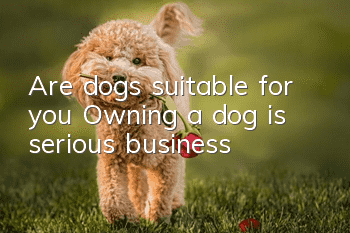 Are dogs suitable for you? Owning a dog is serious business!