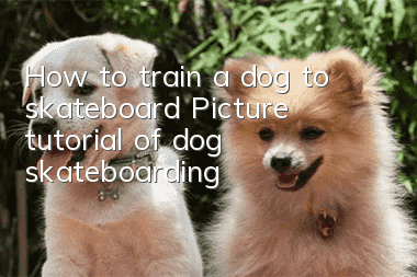 How to train a dog to skateboard Picture tutorial of dog skateboarding