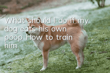 What should I do if my dog eats his own poop? How to train him?