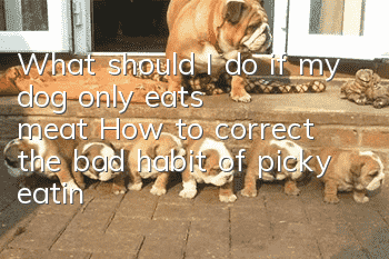 What should I do if my dog ​​only eats meat? How to correct the bad habit of picky eating in dogs