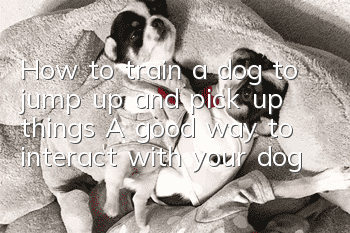 How to train a dog to jump up and pick up things? A good way to interact with your dog