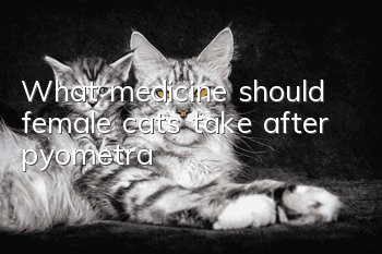 What medicine should female cats take after pyometra?